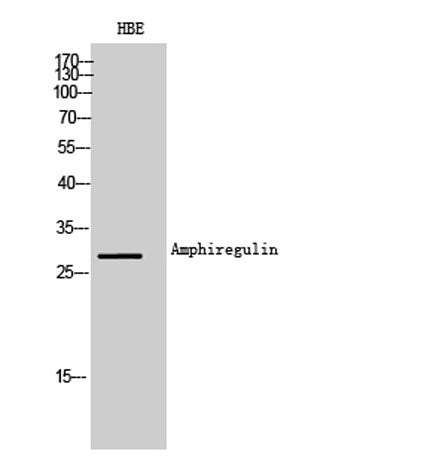 Amphiregulin rabbit pAb