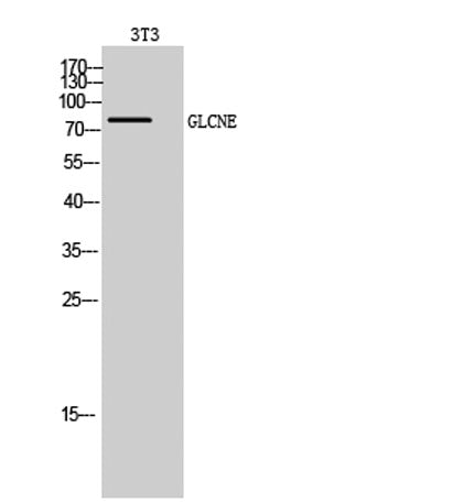 GLCNE rabbit pAb