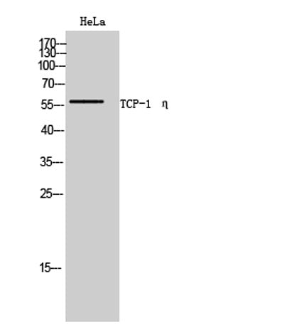 TCP-1 η rabbit pAb