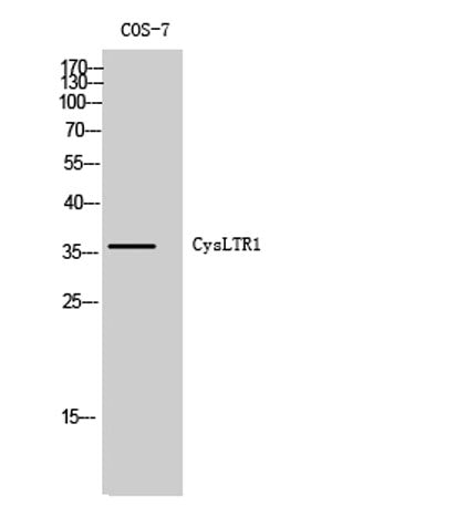 CysLTR1 rabbit pAb