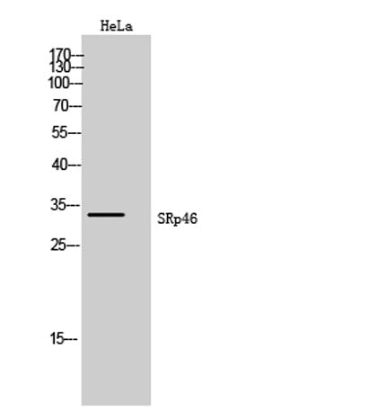 SRp46 rabbit pAb
