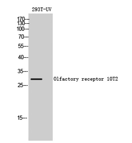 Olfactory receptor 10T2 rabbit pAb