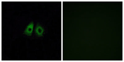 Olfactory receptor 13C3 rabbit pAb