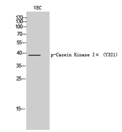 Casein Kinase Iα (phospho Thr321) rabbit pAb
