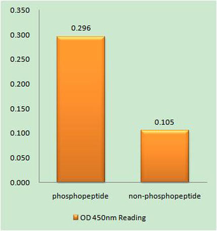 Doublecortin (phospho Ser339) rabbit pAb