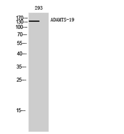 ADAMTS-19 rabbit pAb
