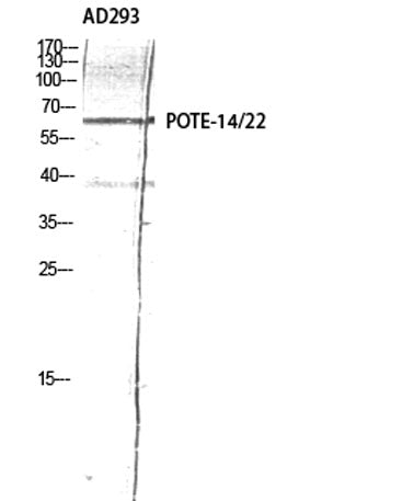 POTE-14/22 rabbit pAb
