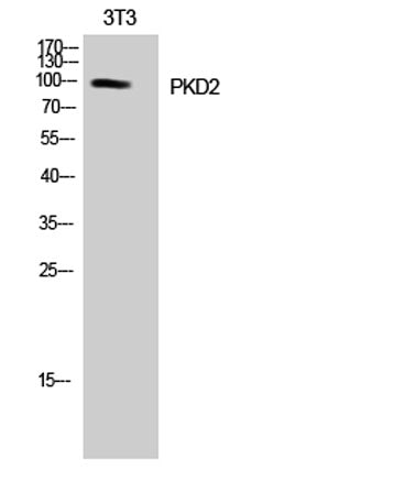 PKD2 rabbit pAb