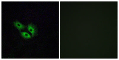 Olfactory receptor 4E2 rabbit pAb