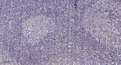 HtrA2 (phospho Ser212) rabbit pAb