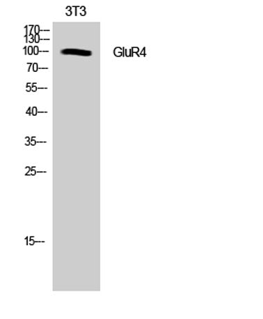 GluR4 rabbit pAb
