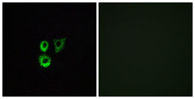 Olfactory receptor 2T3/34 rabbit pAb