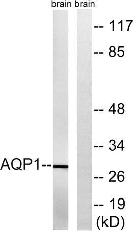 AQP1 rabbit pAb