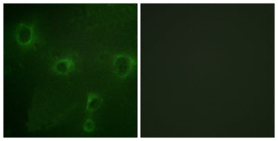 Kv2.1 rabbit pAb