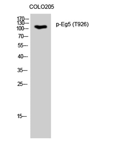 Eg5 (phospho Thr926) rabbit pAb