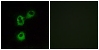Olfactory receptor 5M1 rabbit pAb