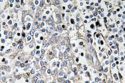 Laminin-R rabbit pAb