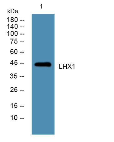 LHX1 rabbit pAb