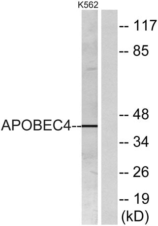 APOBEC4 rabbit pAb