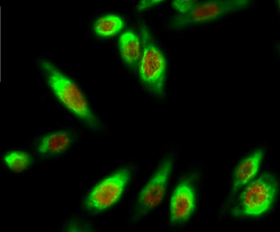 MDM2 (phospho Ser166) rabbit pAb