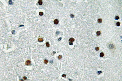 ASCL1 rabbit pAb