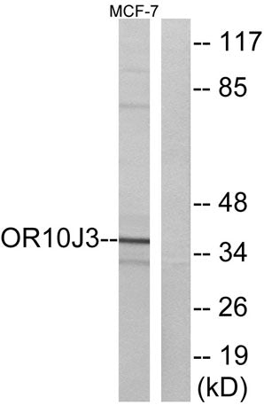 Olfactory receptor 10J3 rabbit pAb