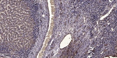 Myosin IXb rabbit pAb