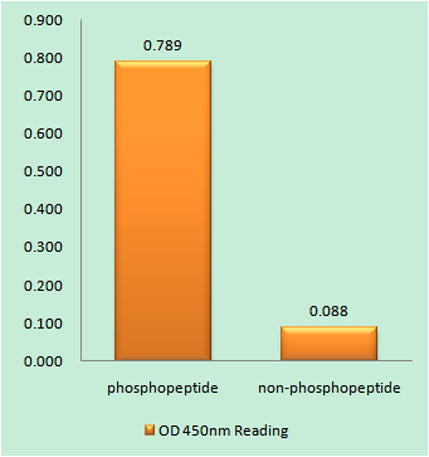 p40-phox (phospho Thr154) rabbit pAb
