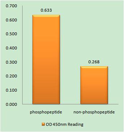 NOS2 (phospho Tyr151) rabbit pAb
