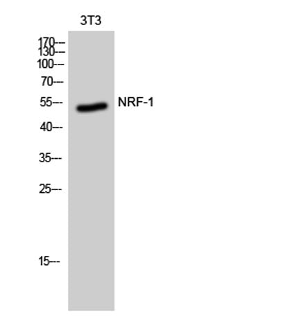 NRF-1 rabbit pAb