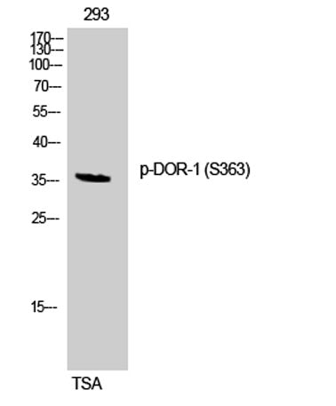 DOR-1 (phospho Ser363) rabbit pAb