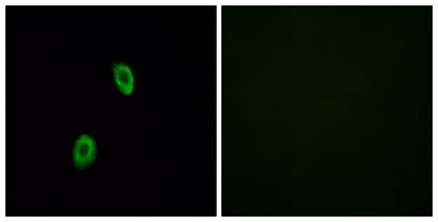 Olfactory receptor 1D2 rabbit pAb