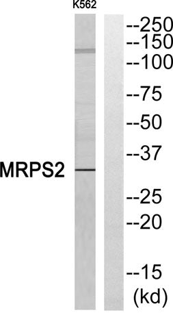 MRP-S2 rabbit pAb