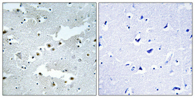 Cdc40 rabbit pAb