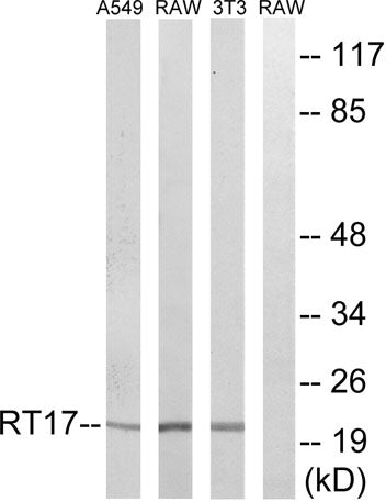 MRP-S17 rabbit pAb