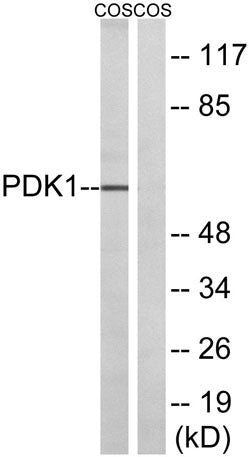 PDHK1 rabbit pAb