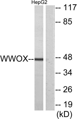 WWOX rabbit pAb