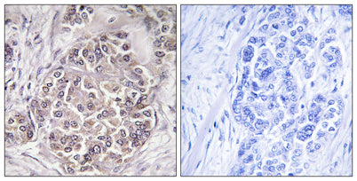 Peroxin 1 rabbit pAb