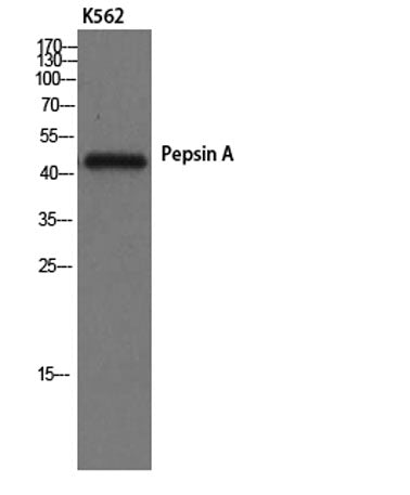 Pepsin A rabbit pAb