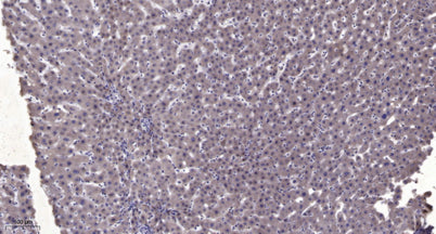 PC-PLD2 rabbit pAb