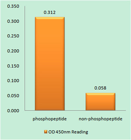 Rrn3 (phospho Ser649) rabbit pAb