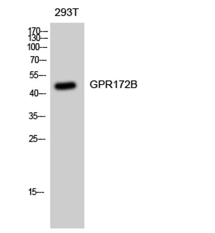 GPR172B rabbit pAb