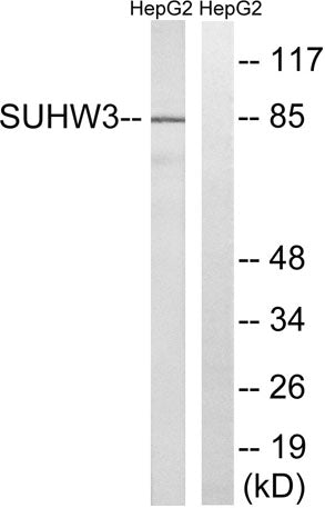SUHW3 rabbit pAb
