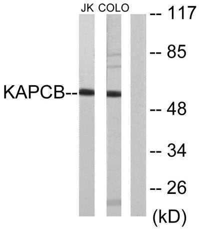 PKAβ cat rabbit pAb