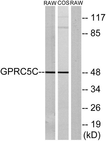 GPRC5C rabbit pAb