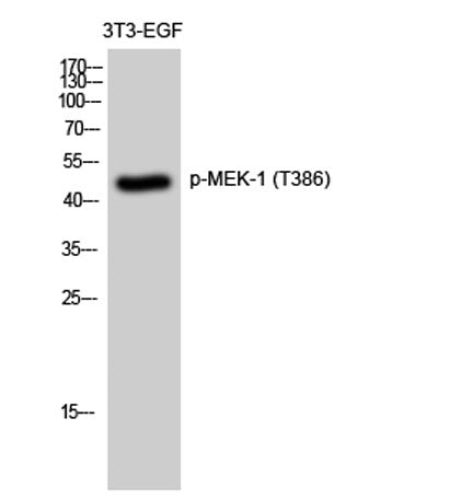 MEK-1 (phospho Thr386) rabbit pAb
