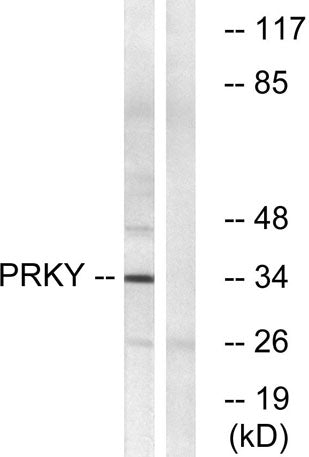 PRKY rabbit pAb