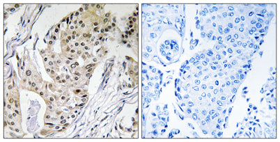 DNA pol ε 4 rabbit pAb