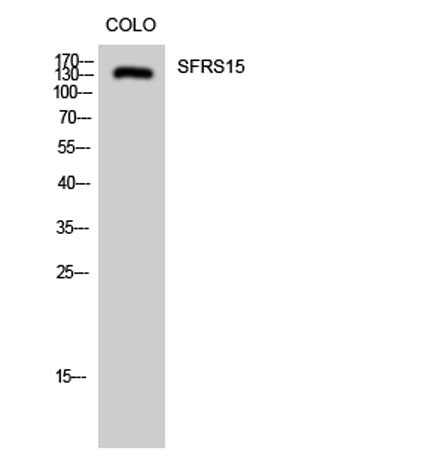 SFRS15 rabbit pAb