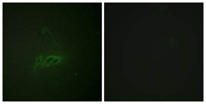 CD45 (phospho Ser1007) rabbit pAb